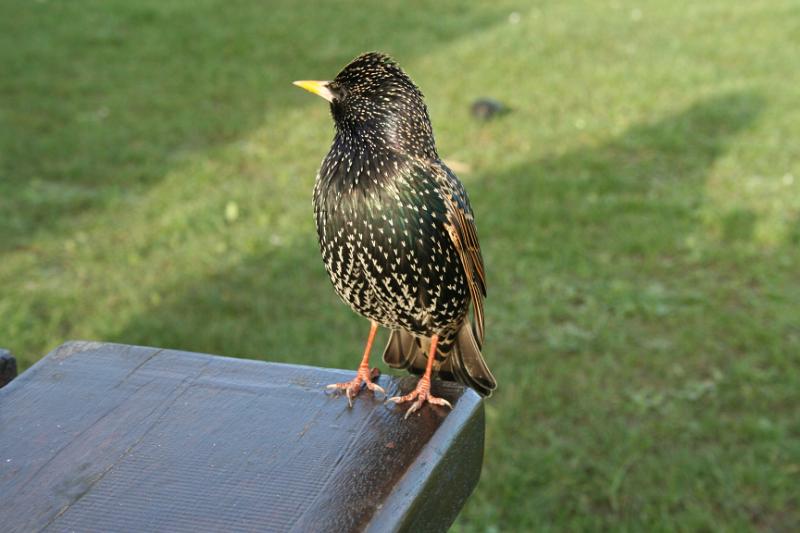 New Image.jpg - Lunch Guest at Hengisbury Head